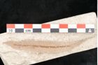 Foto (Detailansicht) von Banksia ungeri Ettingshausen (NHMW-GEO-2024-0188-8143)